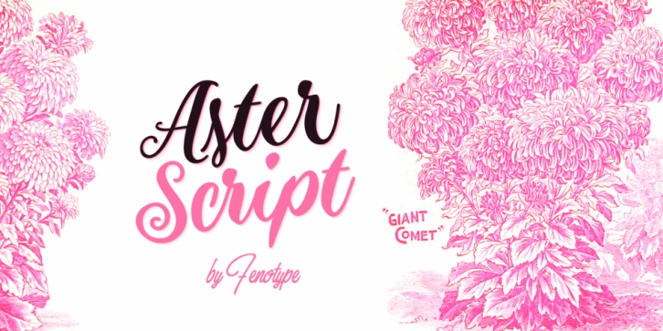 Aster Script font preview