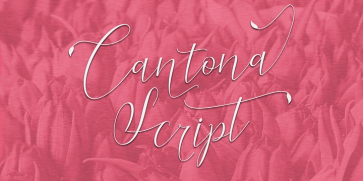Cantona Script font preview