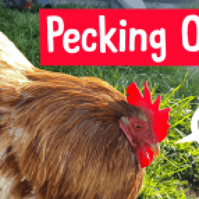 Pecking Order Font Preview