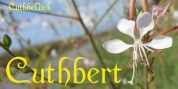 Cuthbert font download