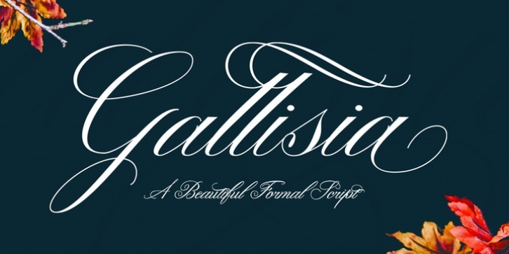 Gallisia Script font preview