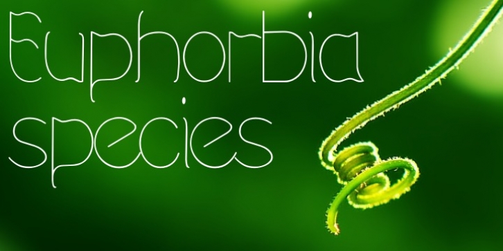 Euphorbia Species font preview