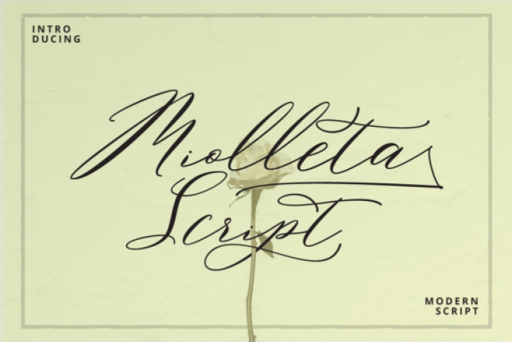 Miolleta Script font preview