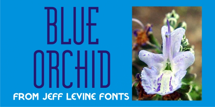 Blue Orchid JNL font preview