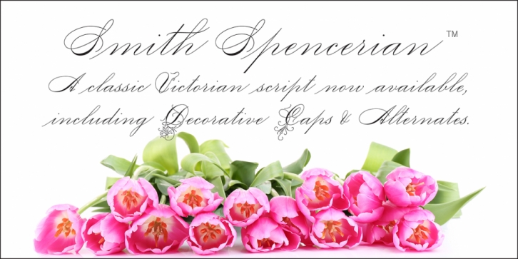 Smith Spencerian font preview